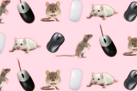 Mouse, Mice, or Mouses